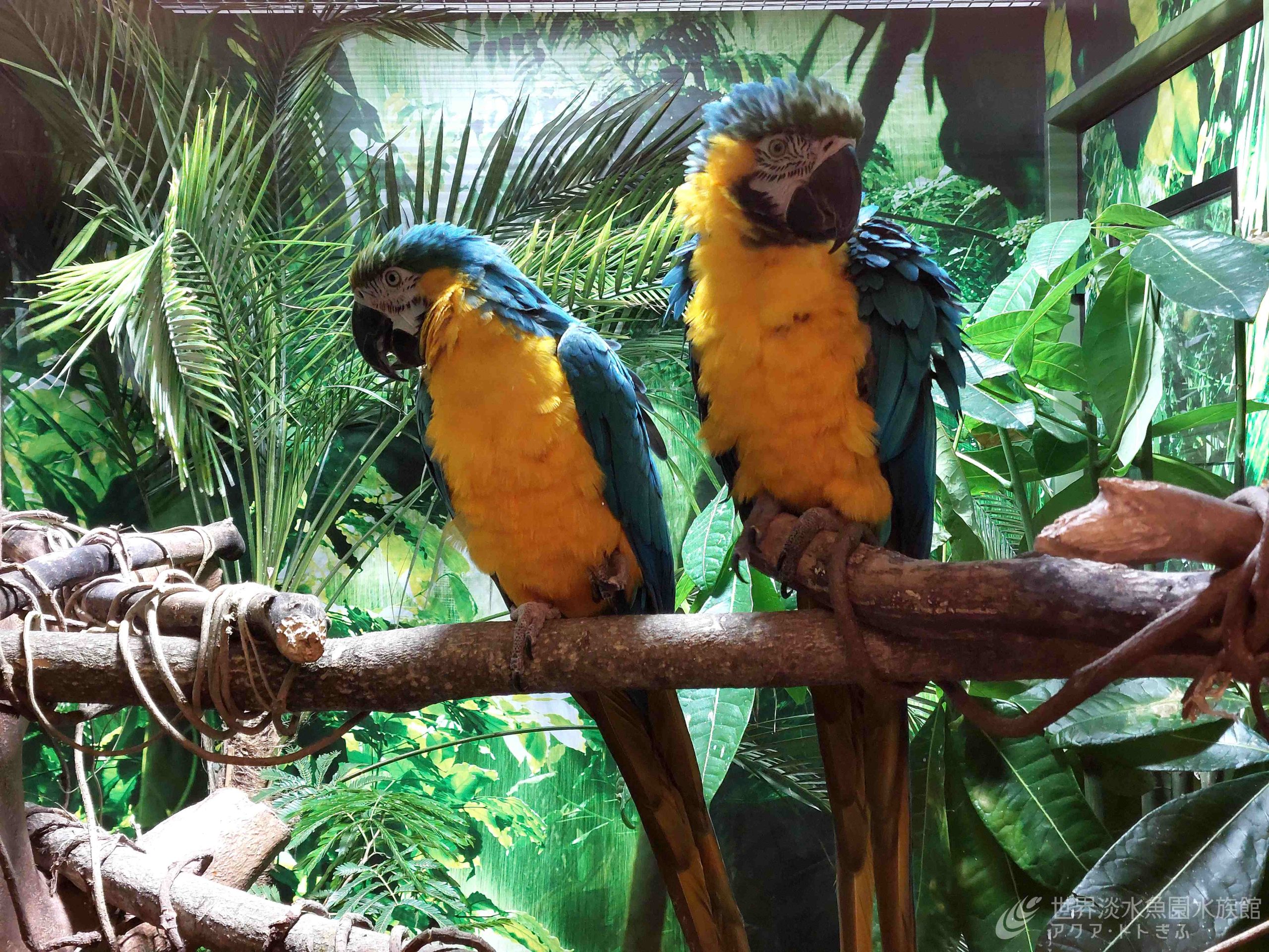 ルリコンゴウインコが新しく仲間入りしました！｜世界淡水魚園水族館
