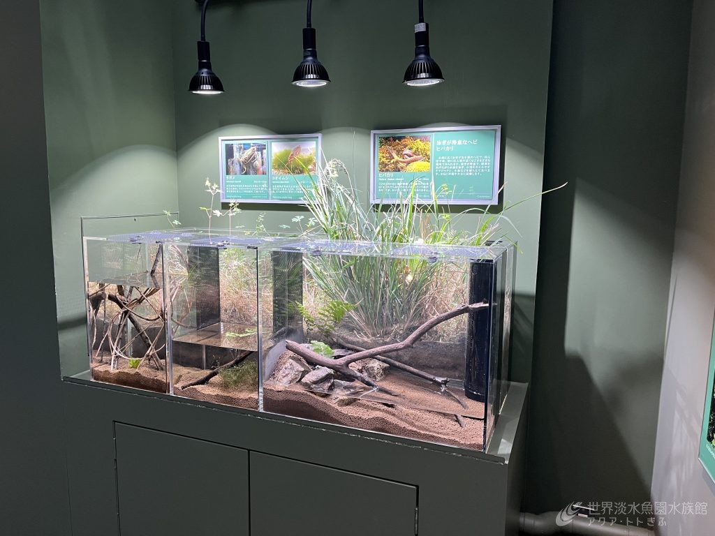 ヒバカリの展示が始まっています