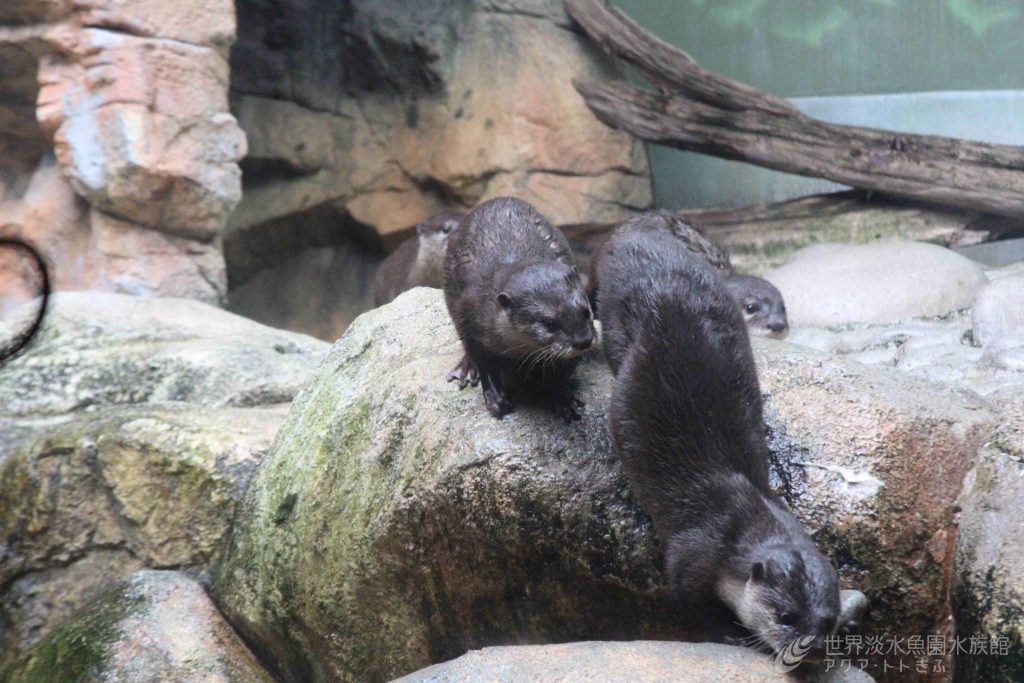 コツメカワウソの子ども3頭の名前が決まりました！！