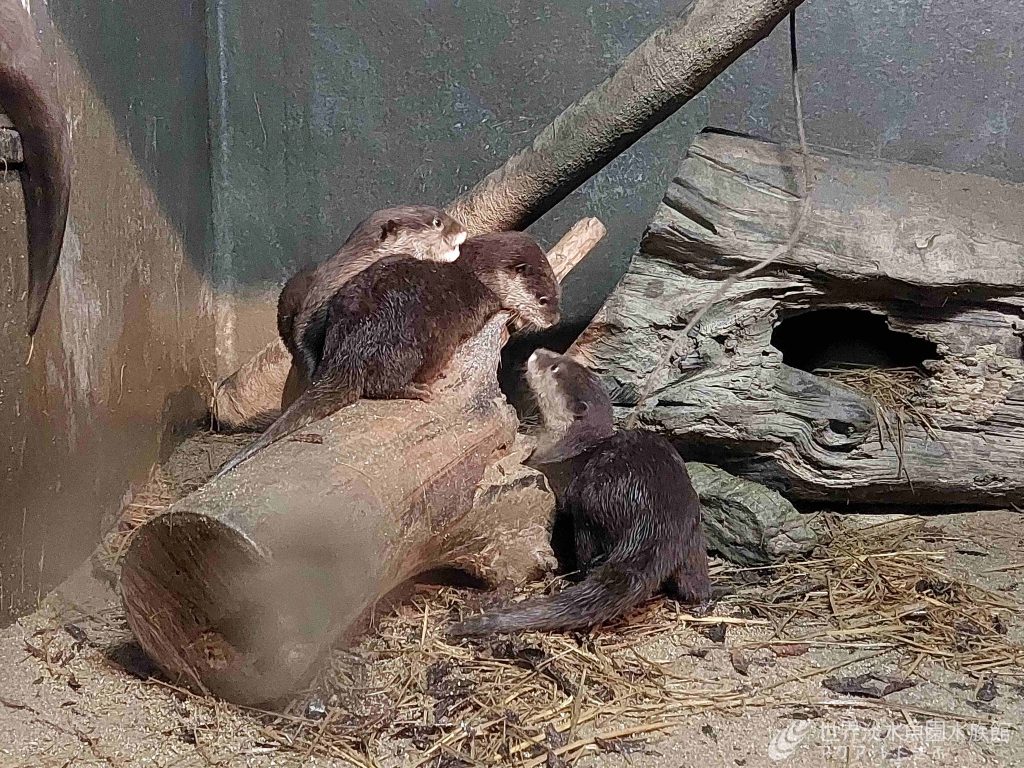 コツメカワウソ3兄妹が泳ぐ練習を始めました！