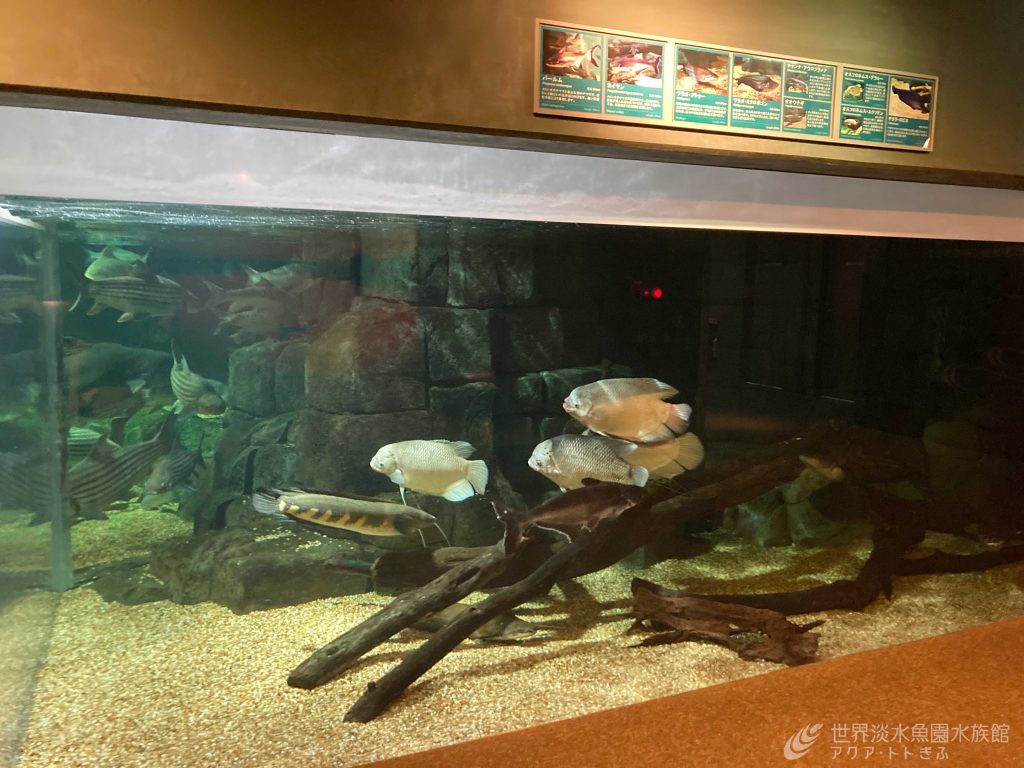 メコンオオナマズにそっくりな魚！ 