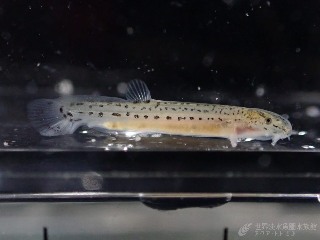 ちびっこアジメドジョウ登場‼