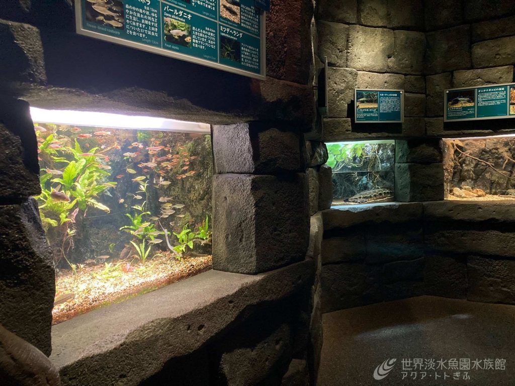 ハサミをもった魚！？