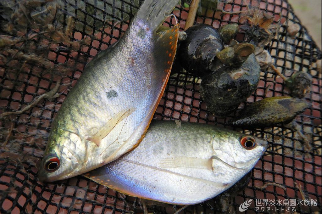 メコンの村に伝わるグラミーの生食文化！？