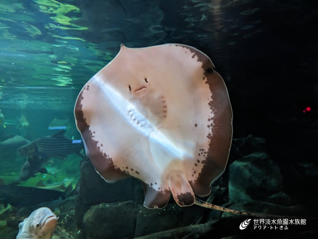 世界最大級の淡水魚｜世界淡水魚園水族館 アクア・トト ぎふ - 岐阜県各務原市の水族館