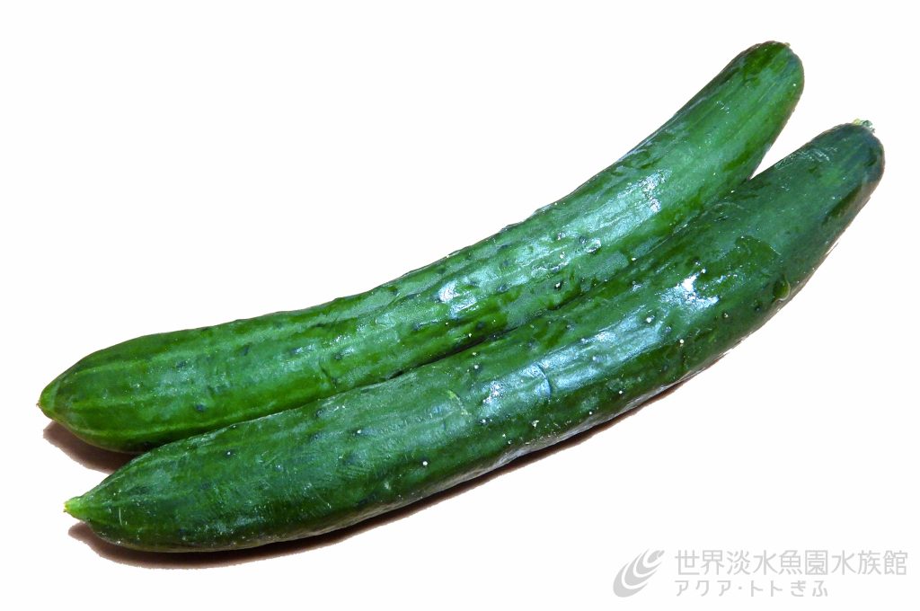 メコンのキュウリウオ？！