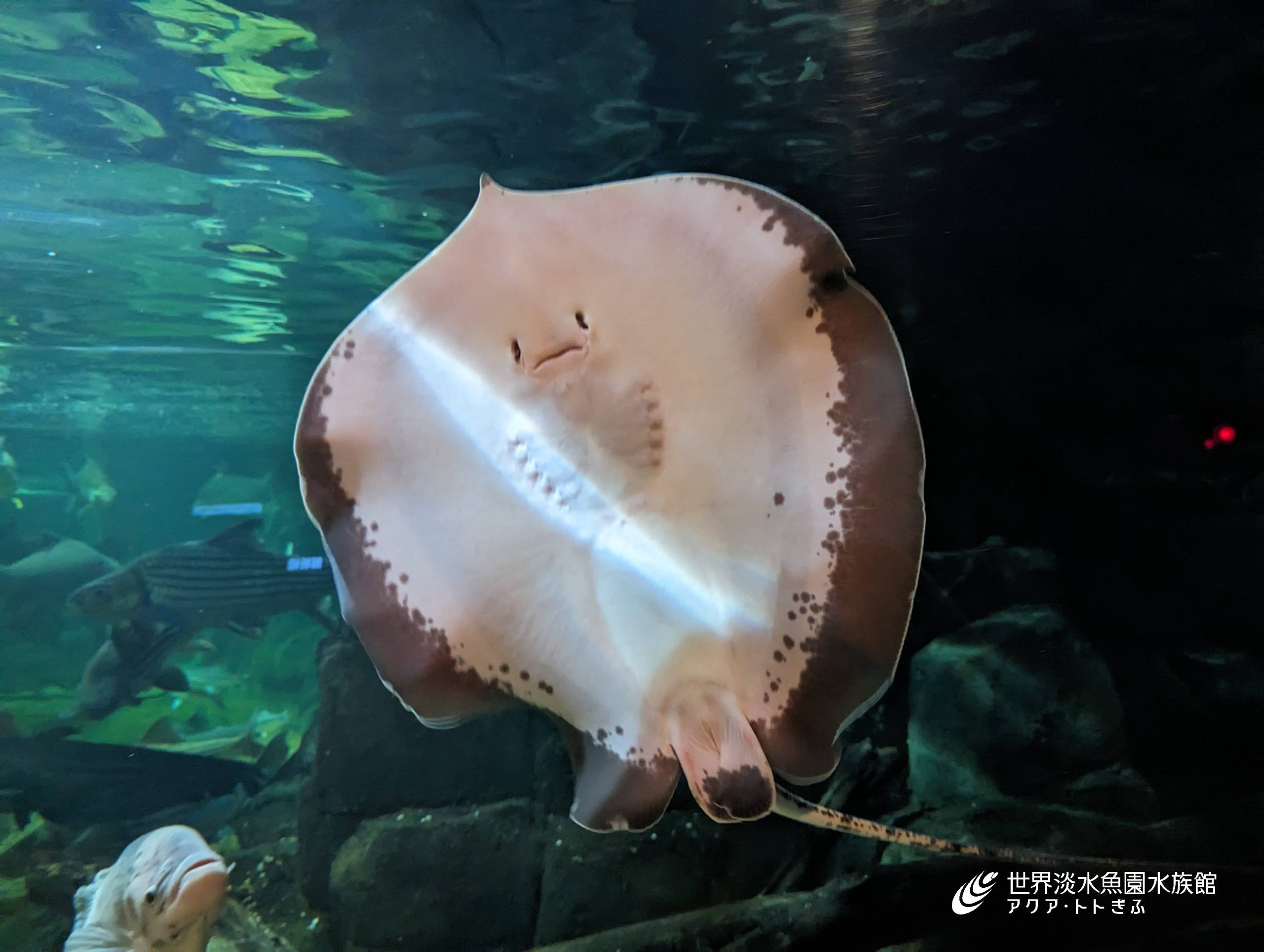 世界最大級の淡水魚｜世界淡水魚園水族館 アクア・トト ぎふ - 岐阜県