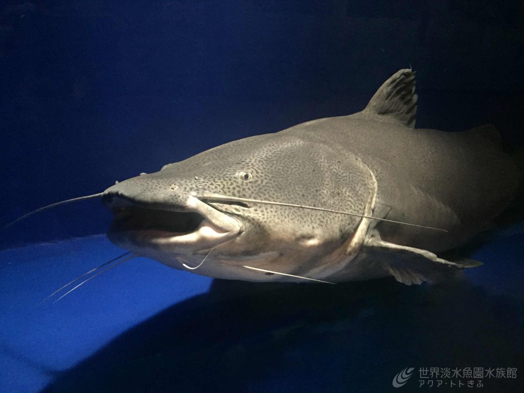 ジャウーの展示は大変