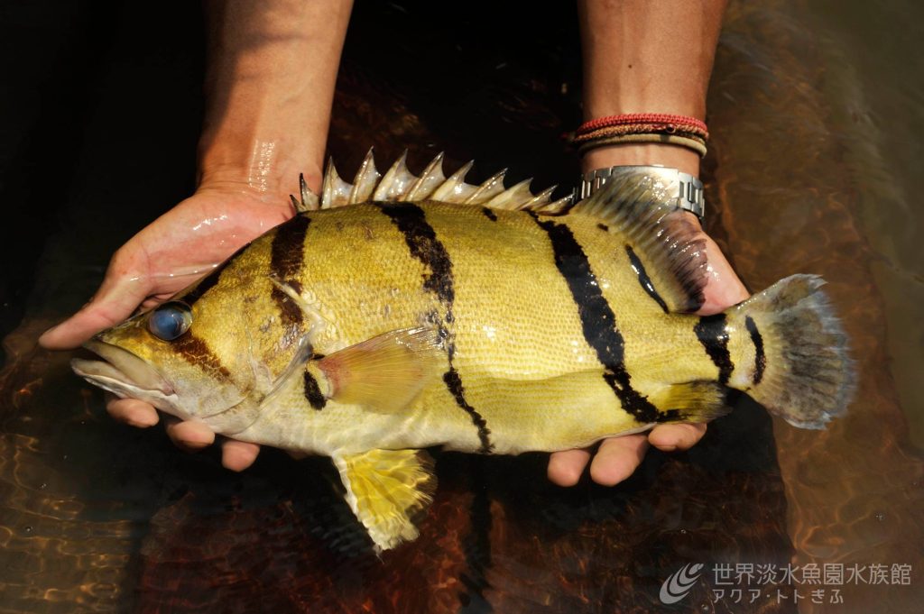 メコンのタイガーフィッシュ！｜世界淡水魚園水族館 アクア・トト ぎふ 