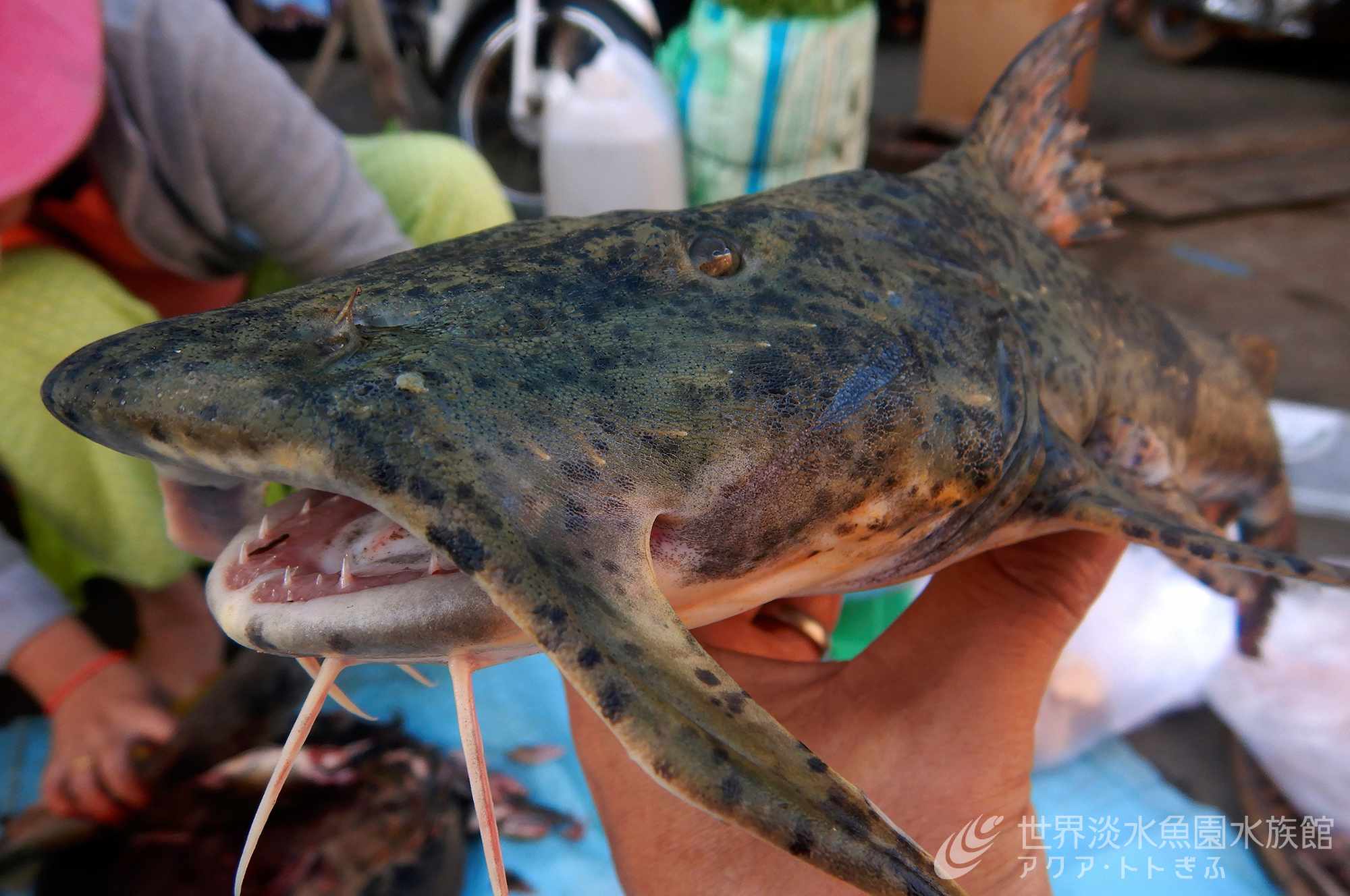 メコン川水槽のナマズたち!|世界淡水魚園水族館 アクア・トト ぎふ - 岐阜県各務原市の水族館