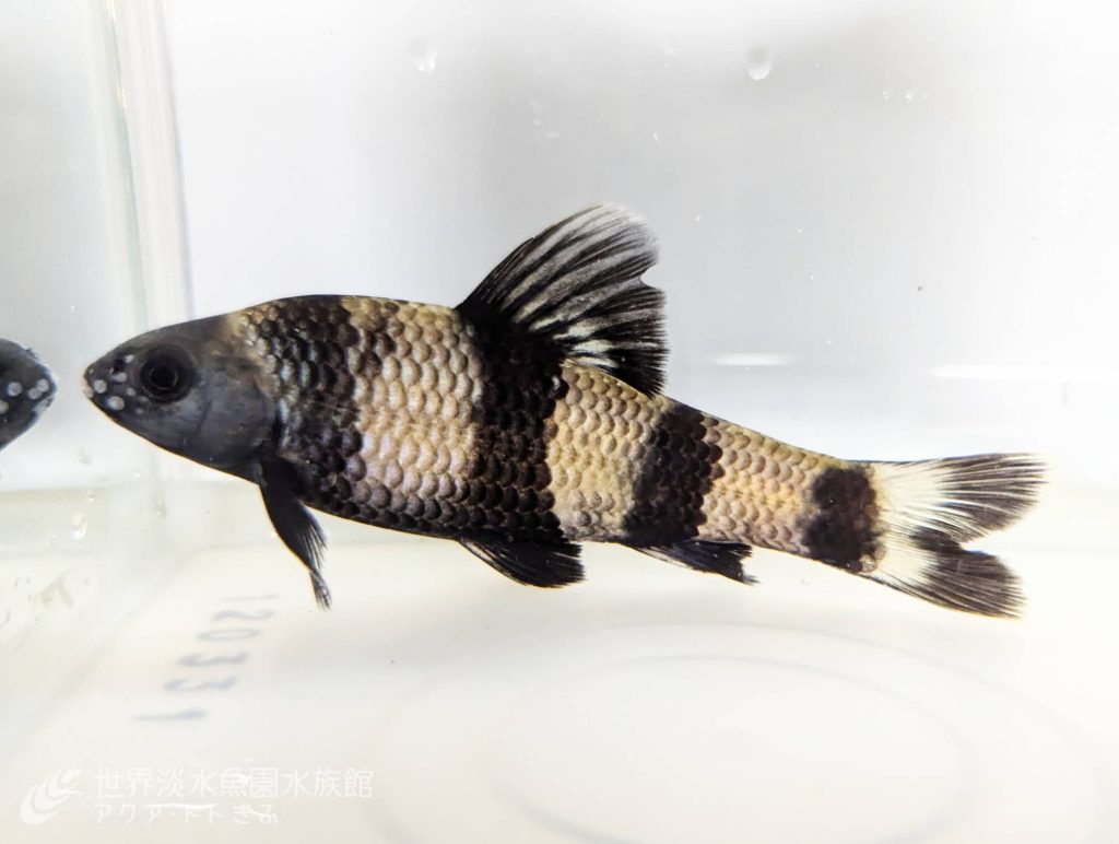 カラヒガイの人工授精