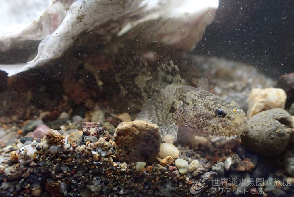 愛されショウキハゼ