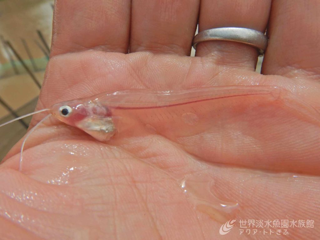 メコン川水槽のナマズたち！