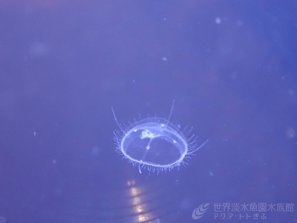 ポリプのお話｜世界淡水魚園水族館 アクア・トト ぎふ - 岐阜県各務原 