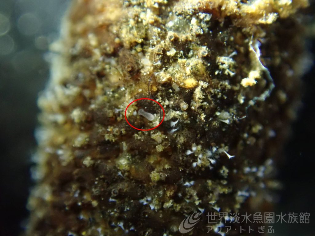 ポリプのお話｜世界淡水魚園水族館 アクア・トト ぎふ - 岐阜県各務原 