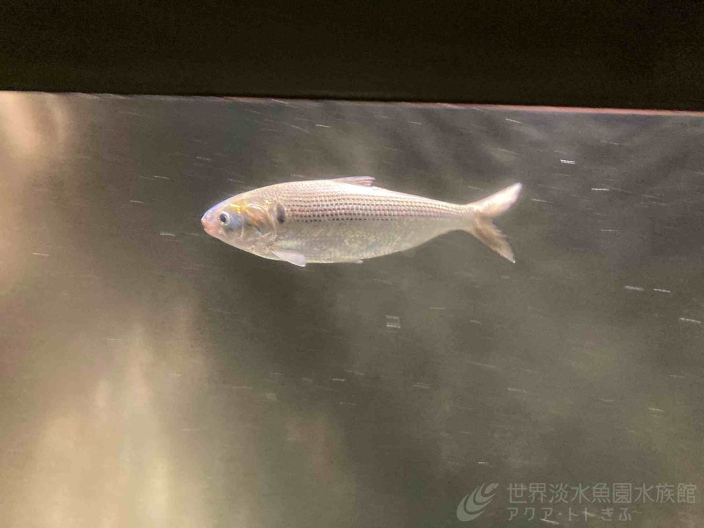 3種3様