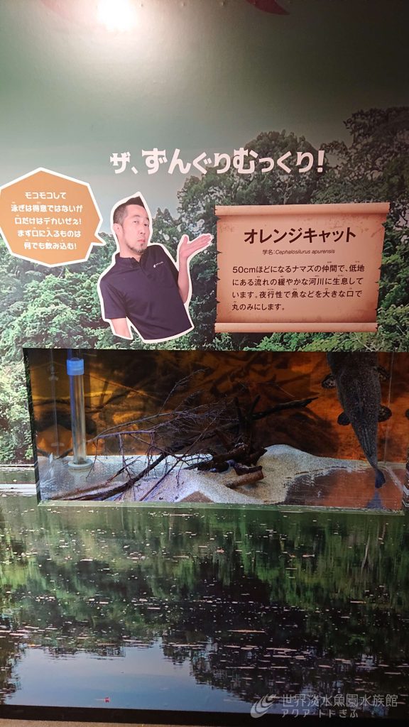 やっぱりアマゾンは最高でした！