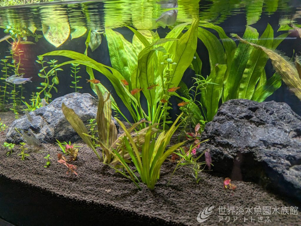 水草水槽更新中！