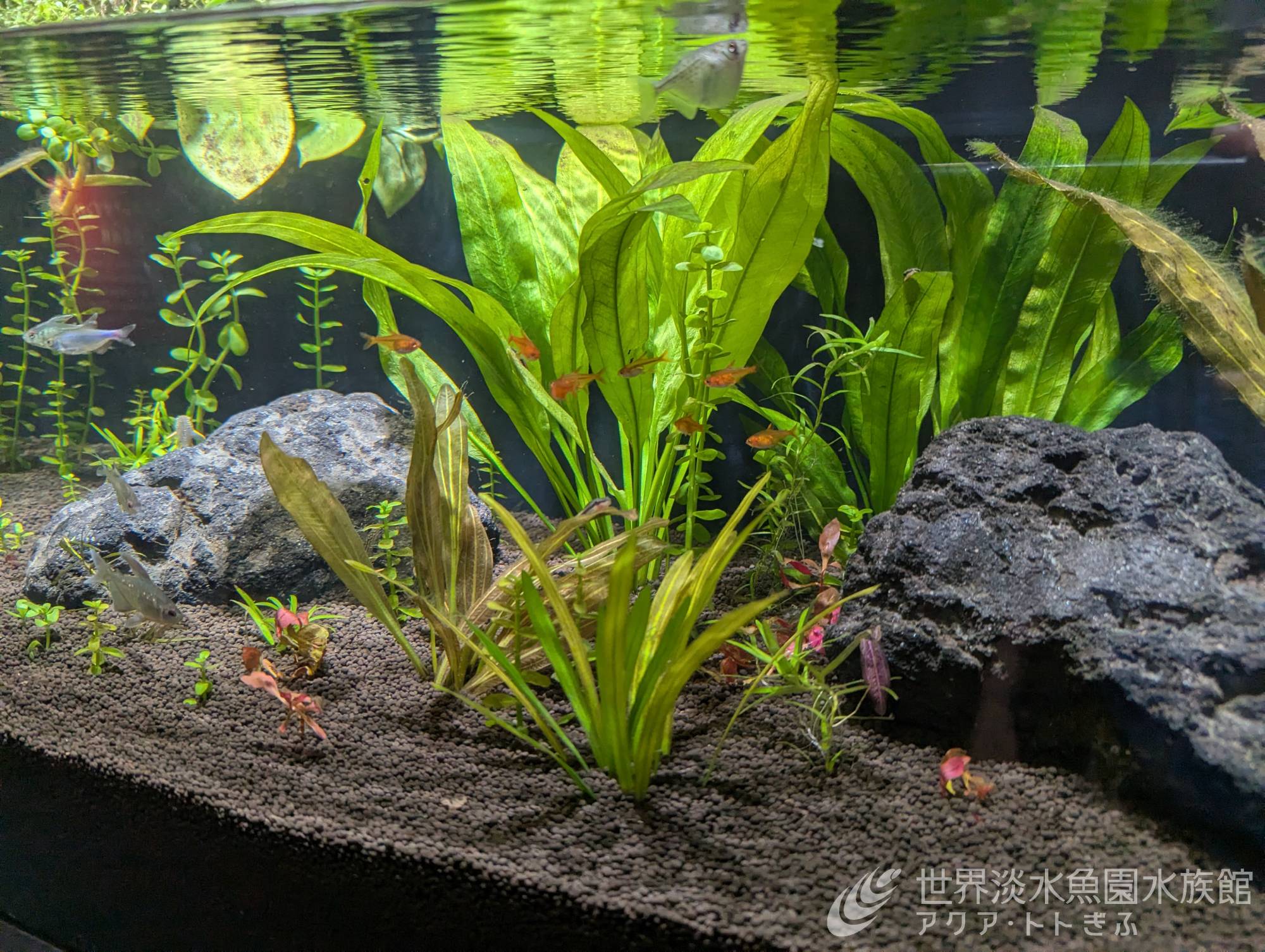 水草水槽更新中！｜世界淡水魚園水族館 アクア・トト ぎふ - 岐阜県