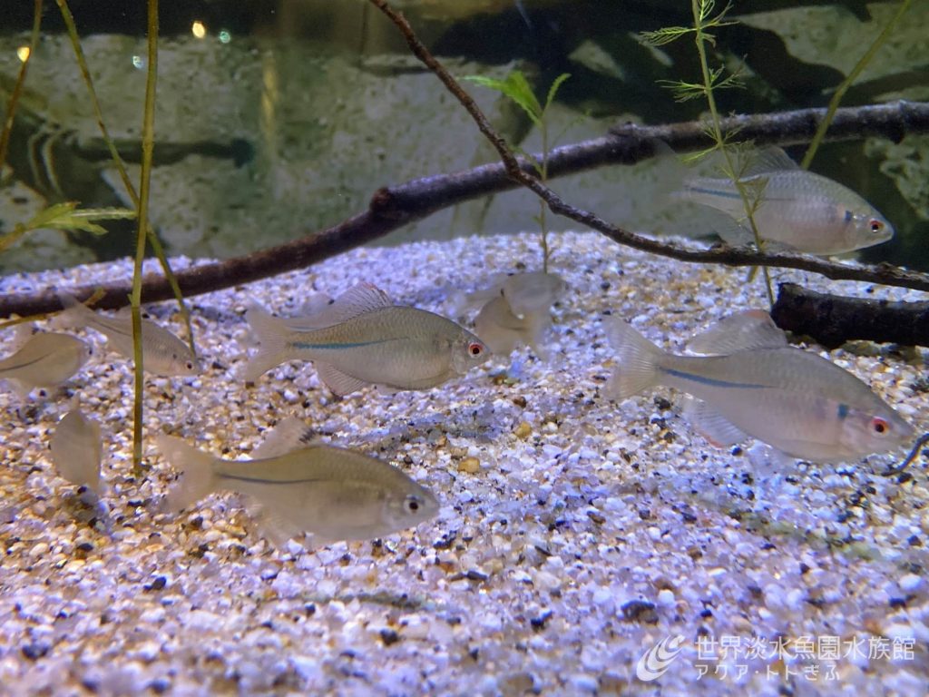 16種類400匹のタナゴたち｜世界淡水魚園水族館 アクア・トト ぎふ 