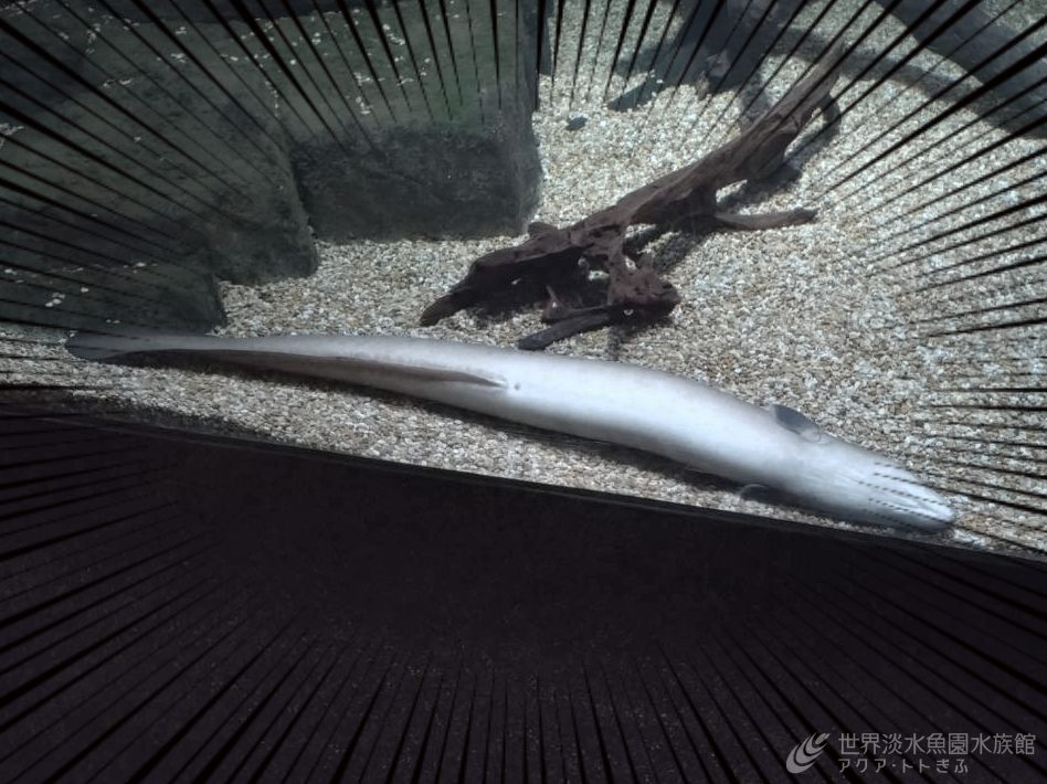 オオウナギが…し、死んでる…