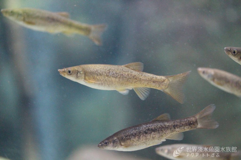 タカハヤの卵と孵化仔魚