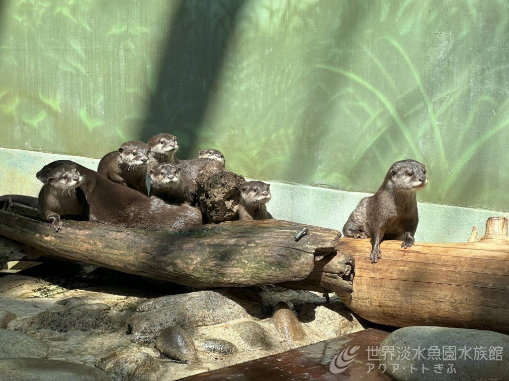 賑やかで愛らしい！コツメカワウソ大家族