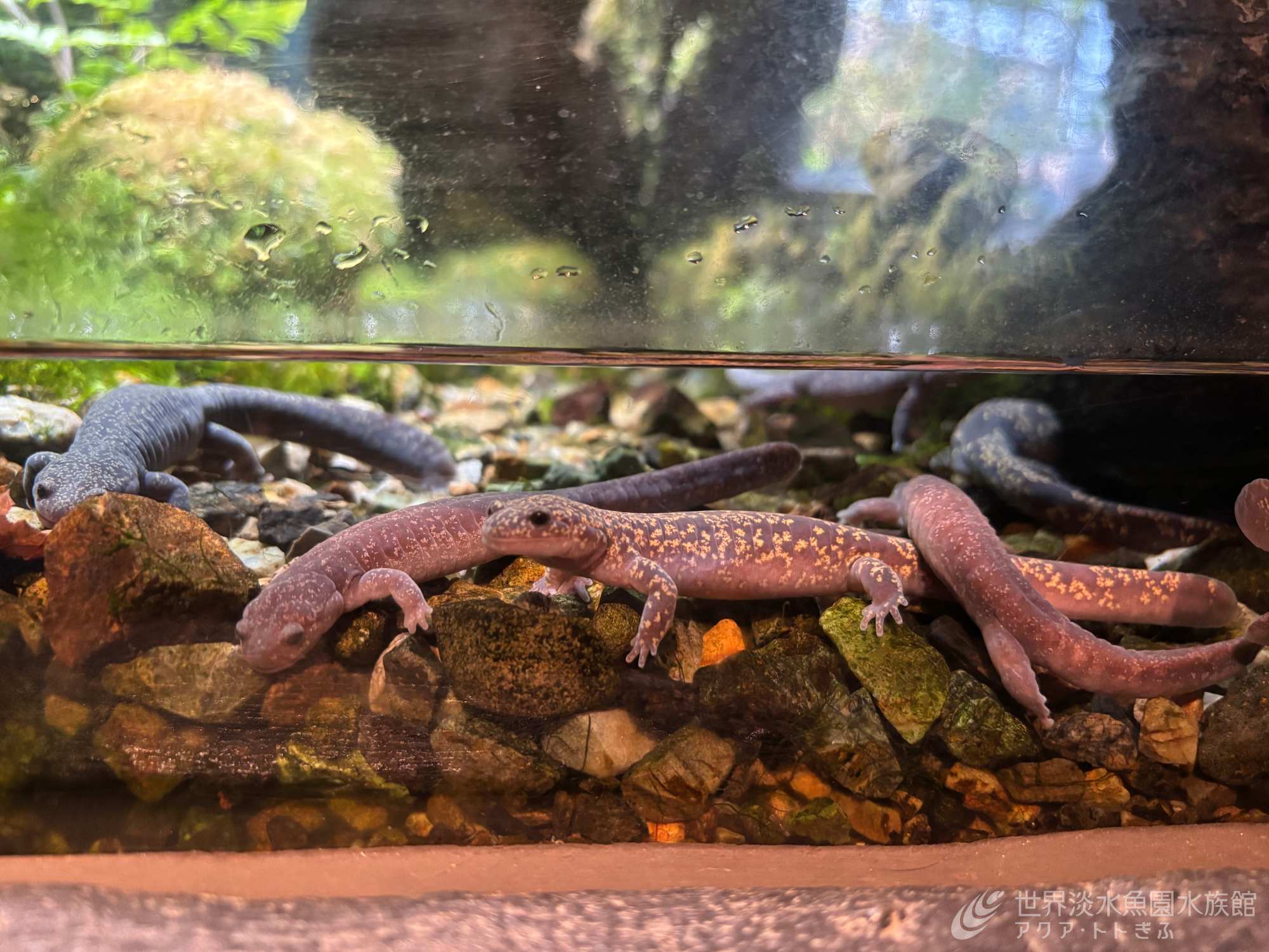 今が見ごろのサンショウウオ｜世界淡水魚園水族館 アクア・トト ぎふ