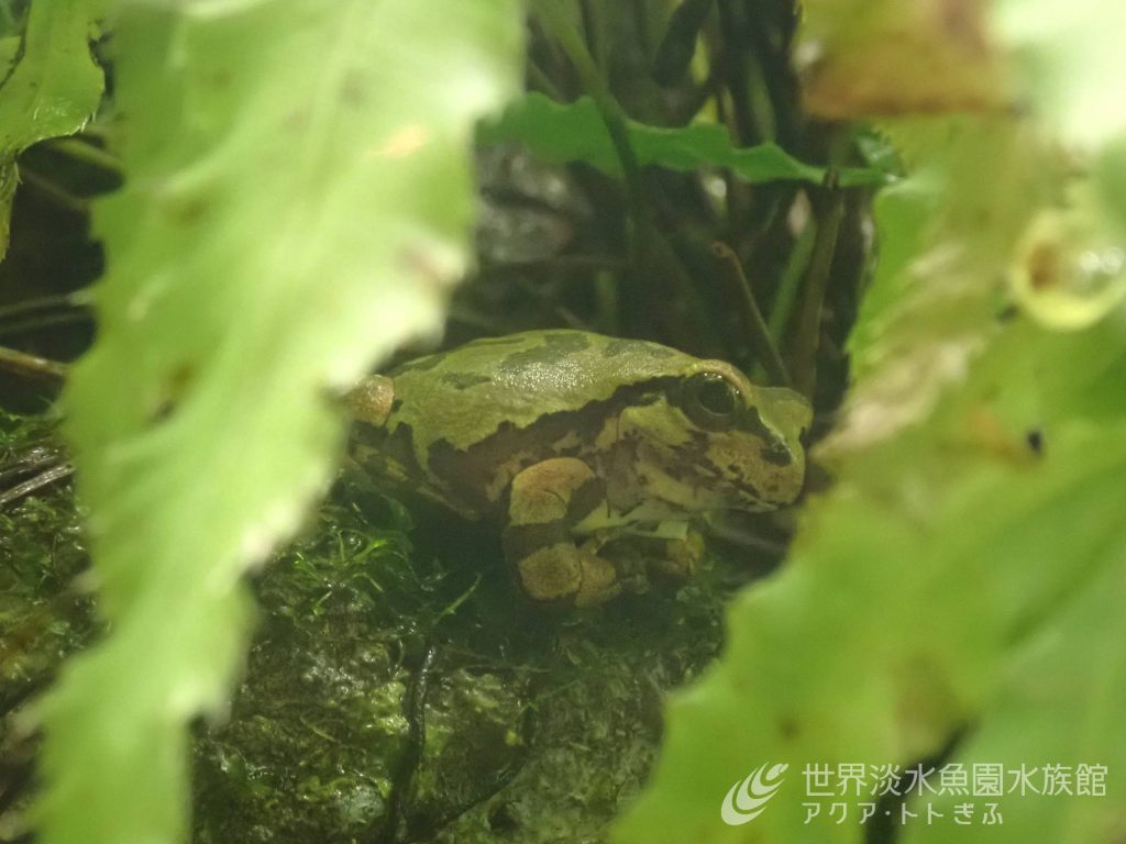 あの有名なカエルが…!?