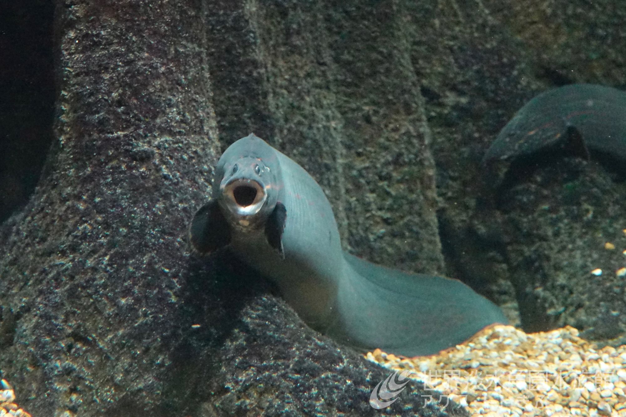 魚病闘病日記パート⑦（ファイヤースパイニィイールの寄生虫）｜世界