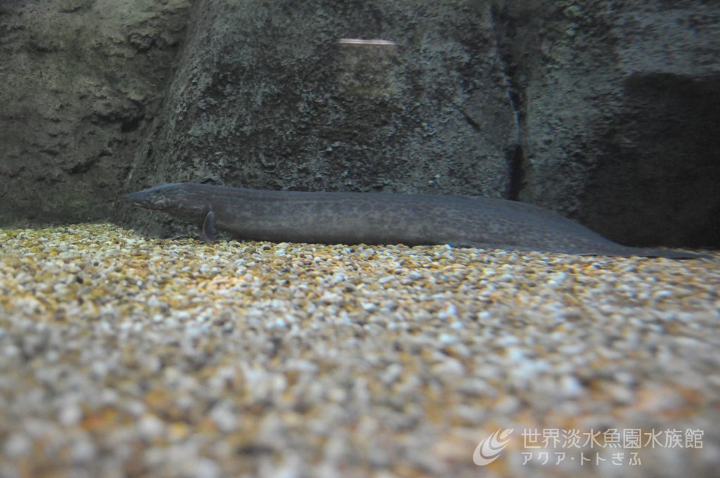 魚病闘病日記パート⑦（ファイヤースパイニィイールの寄生虫）
