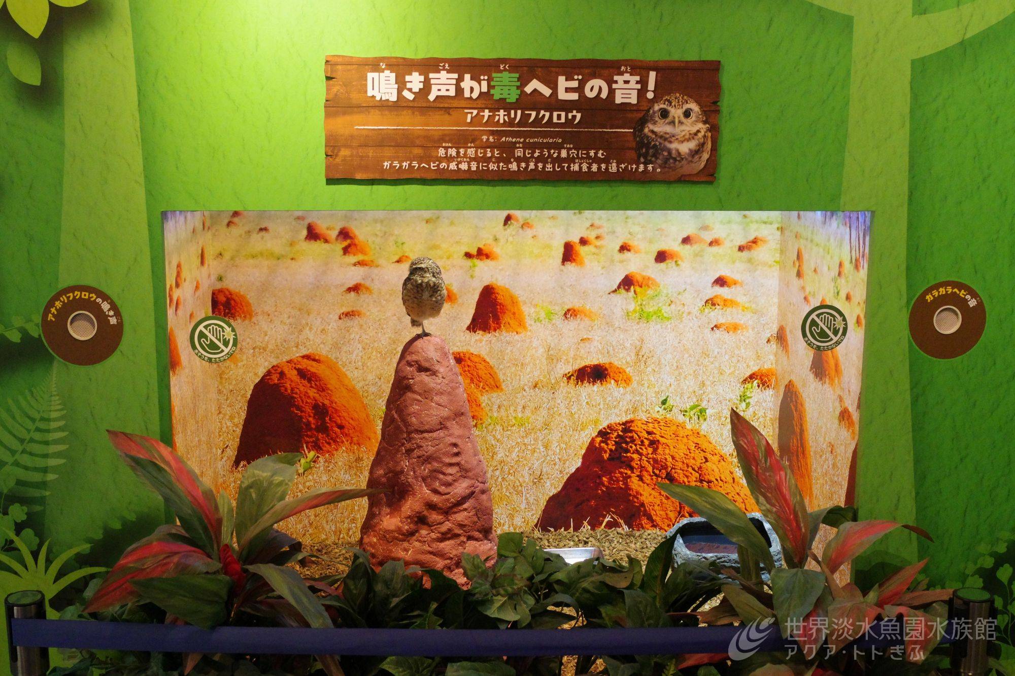 そっくりないきもの展 見どころその2｜世界淡水魚園水族館 アクア