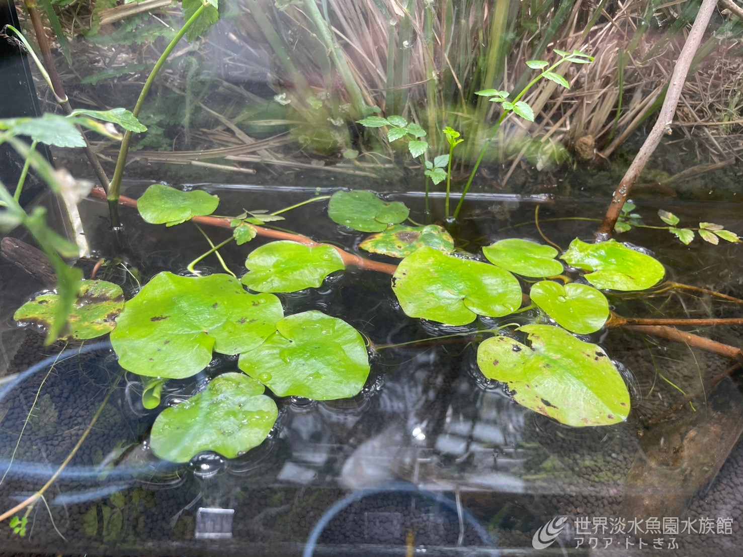 水槽　　問い合わせなければ締め切ります！ 浅い水槽を検討しているなら、ぜひやってみて！ : r/PlantedTank