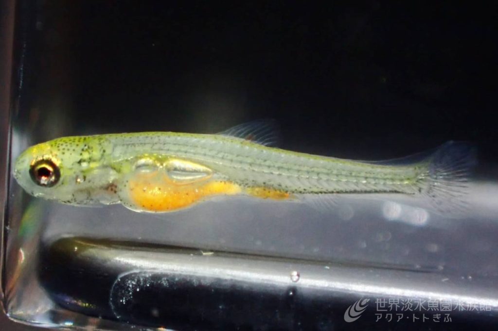 モツゴ稚魚とゼゼラ稚魚の展示始めました!