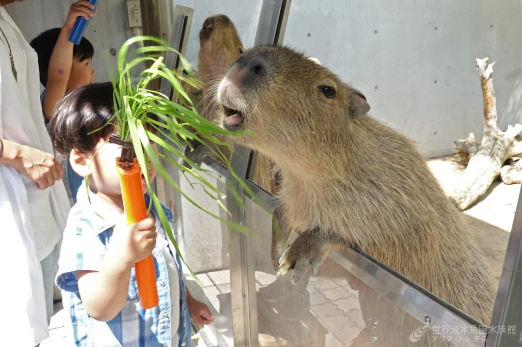 カピバラもぐもぐタイム
