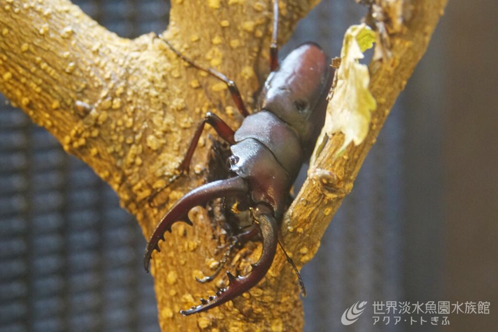 夏はやっぱりカブトムシ！クワガタムシ！