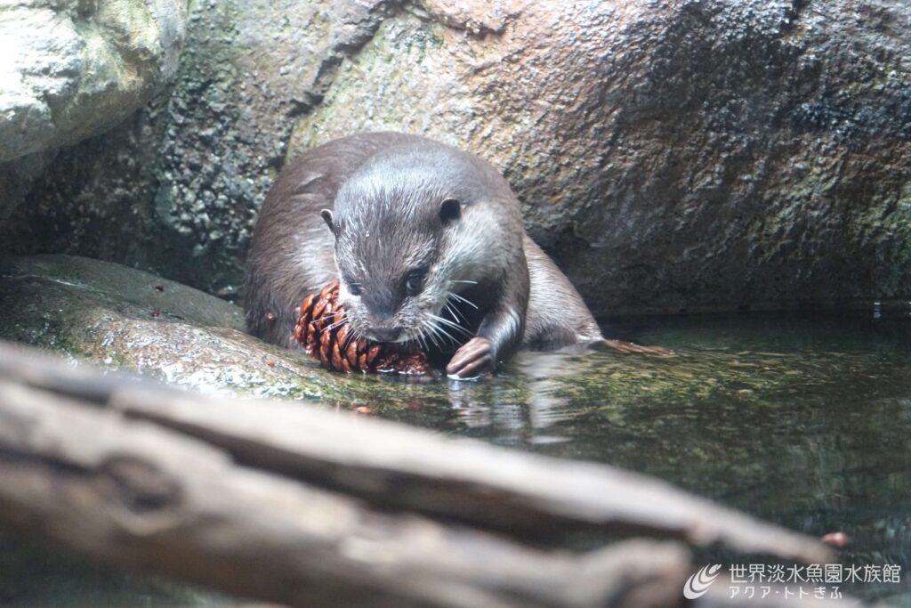 開館前にコツメカワウソをたっぷり見学しよう！