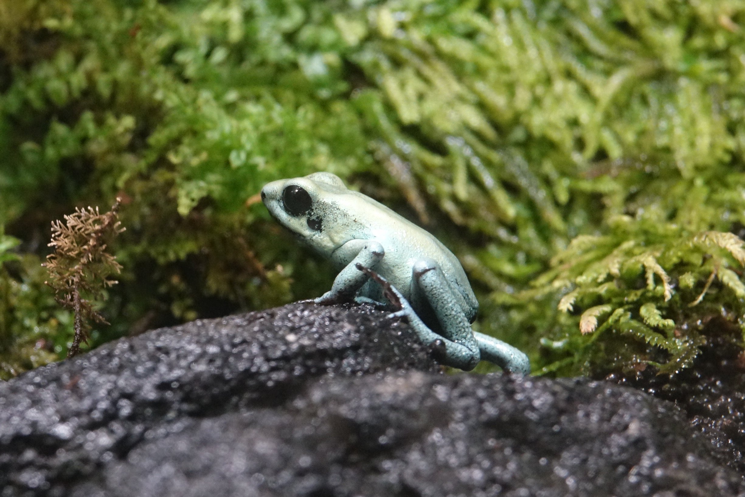 モウドクフキヤガエル