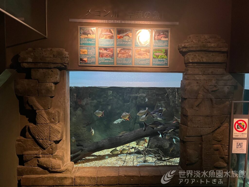生き物のお引越し