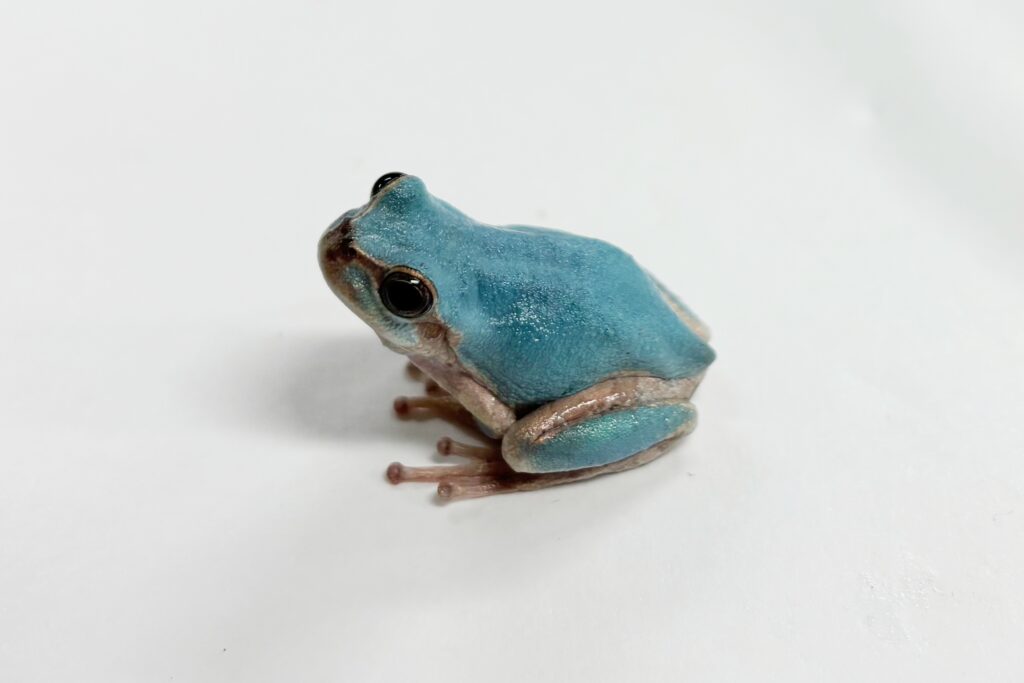 “色変わりのカエル”と”白いドジョウ”を展示