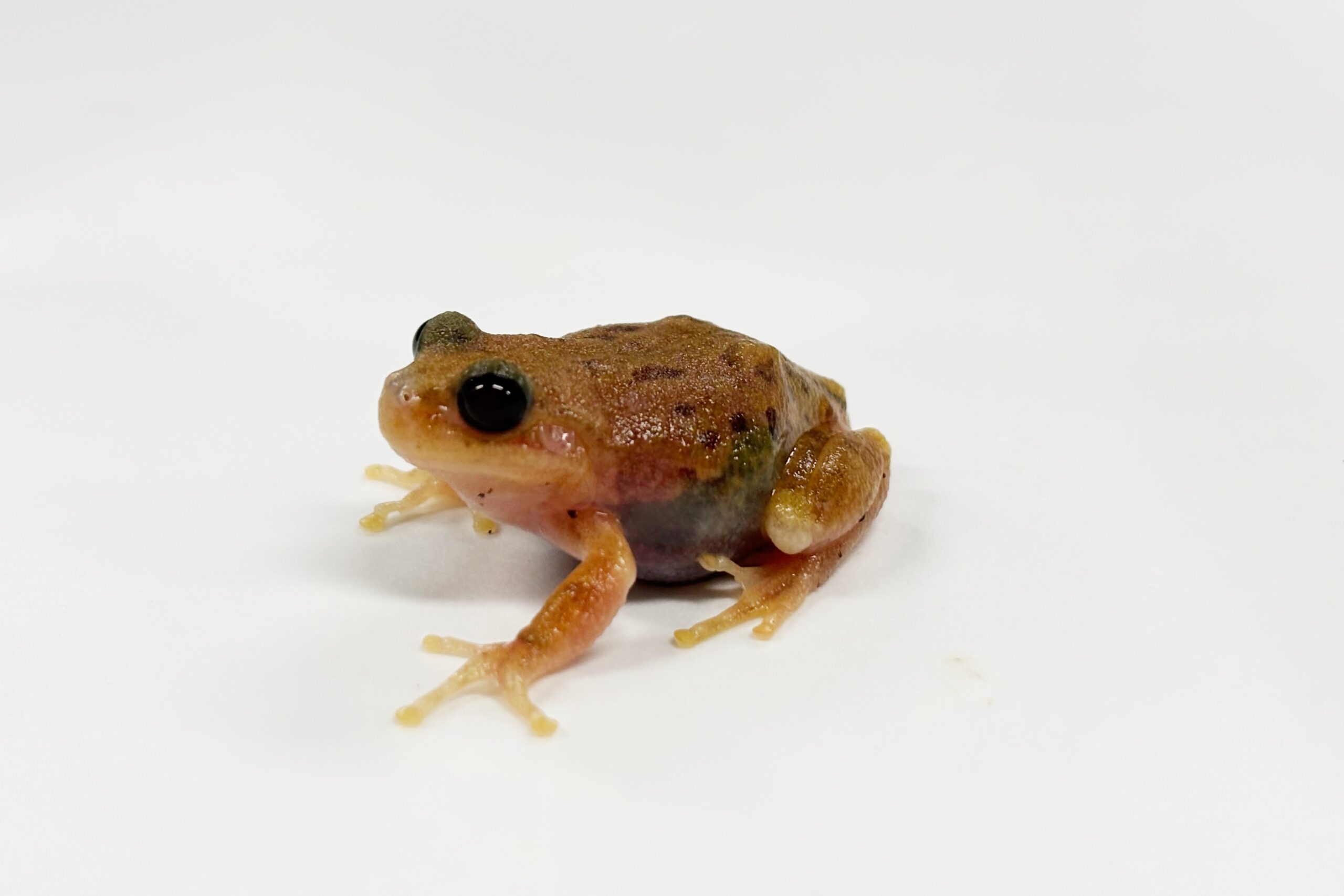 白く腹部が半透明なヒガシニホンアマガエル