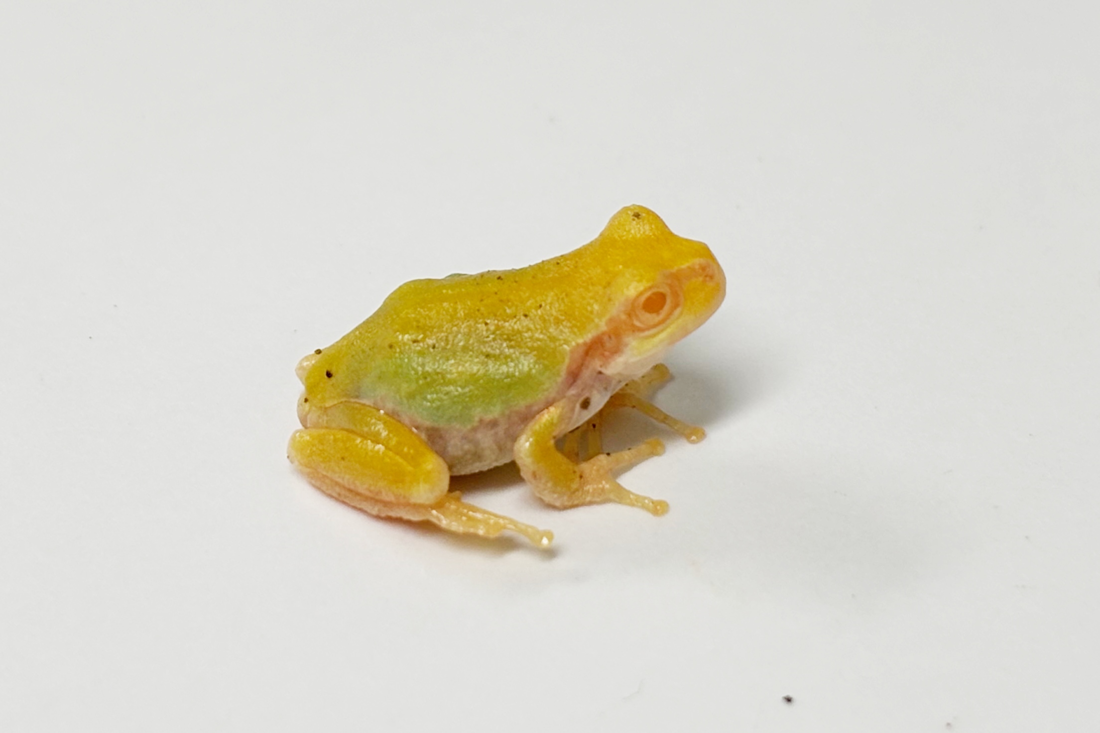 白いヒガシニホンアマガエル