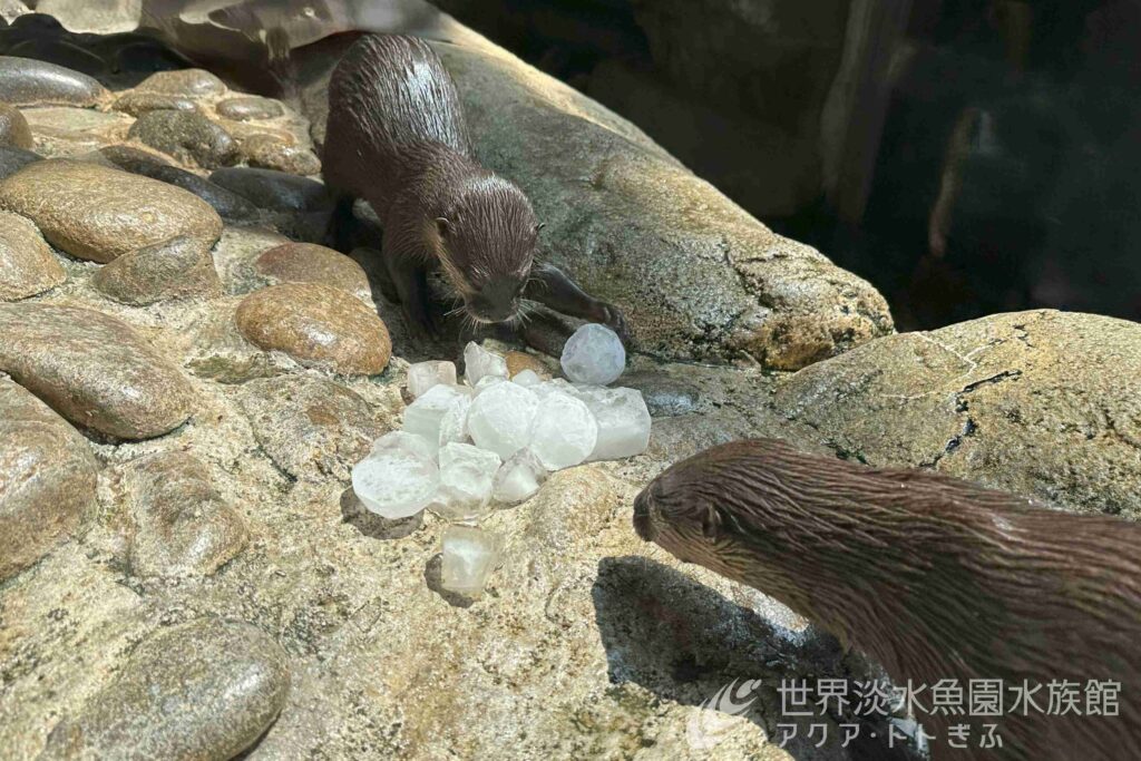 残暑を吹き飛ばせ！カワウソファミリーの氷遊び