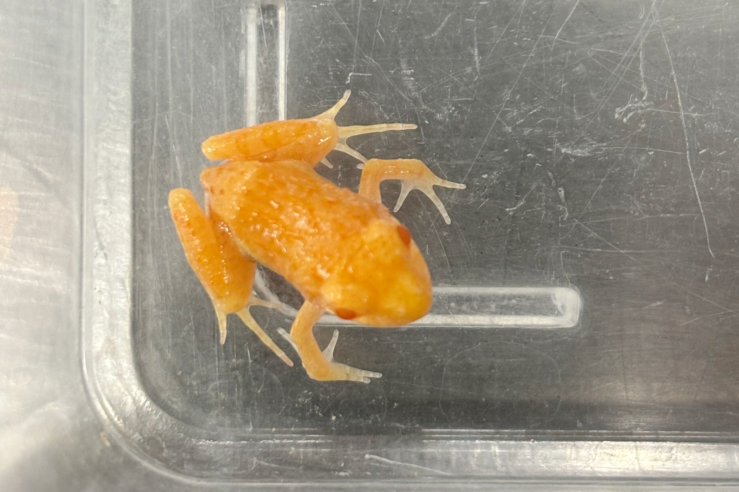 白いヌマガエル