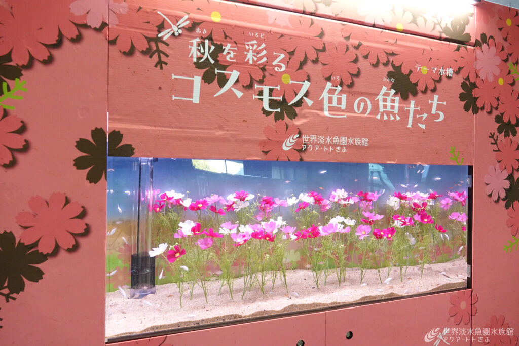 秋を彩るコスモス色の魚たち