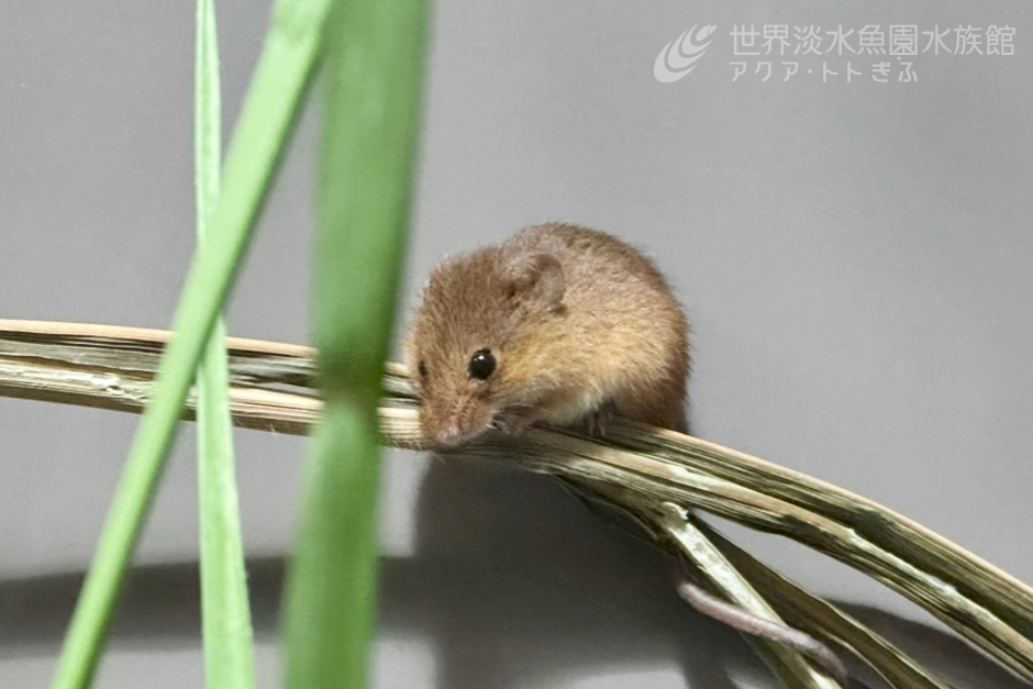 カヤネズミの巣づくり