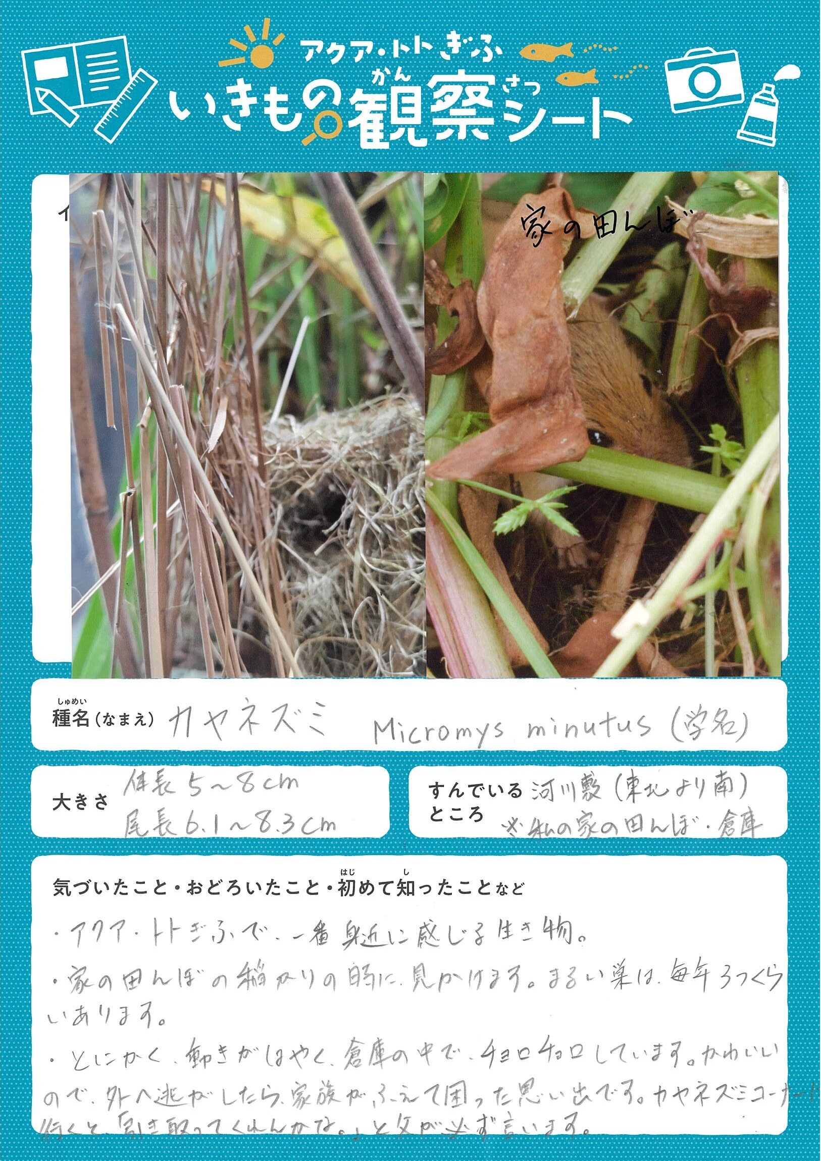 小石 愛