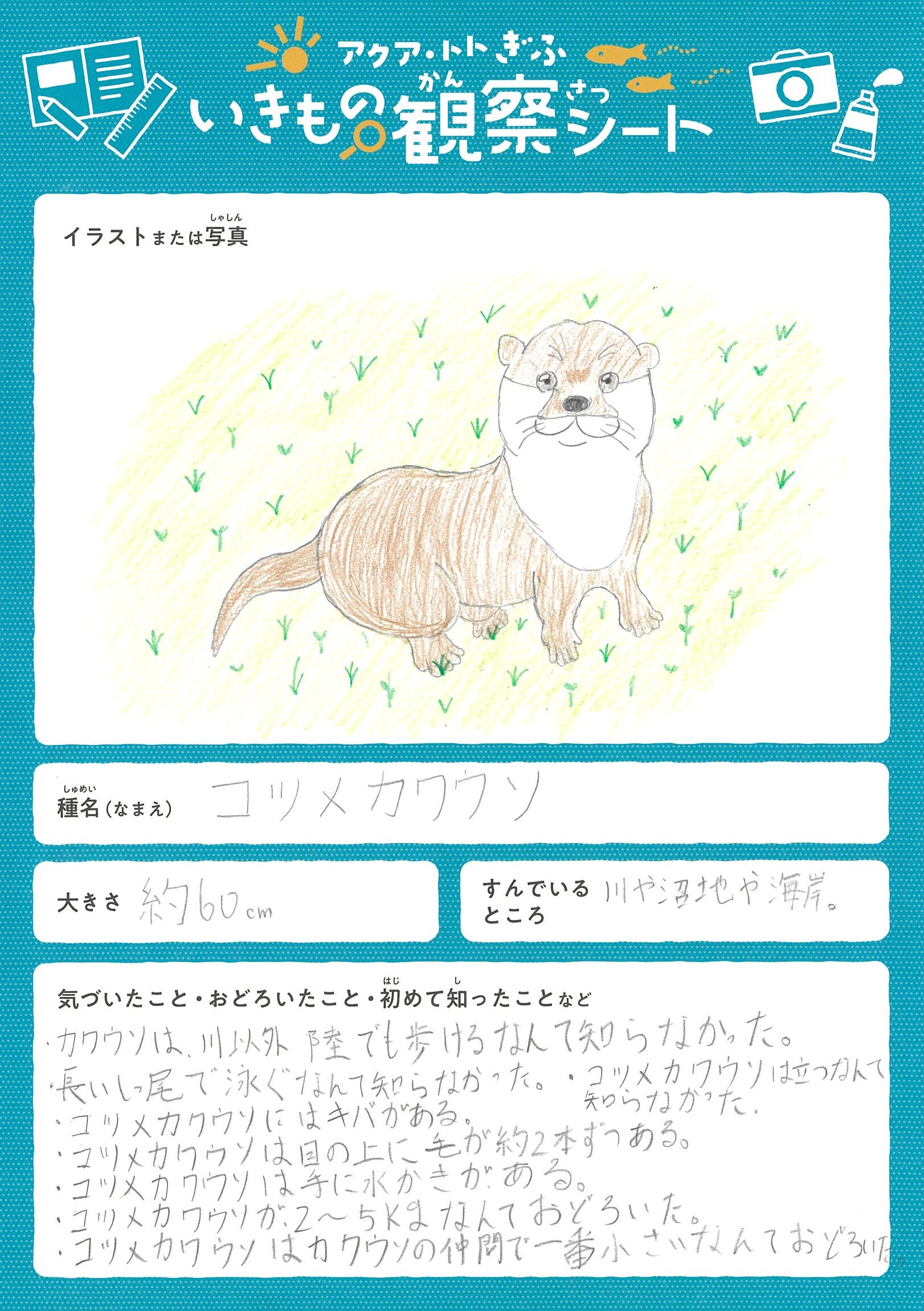 廣瀬 葵