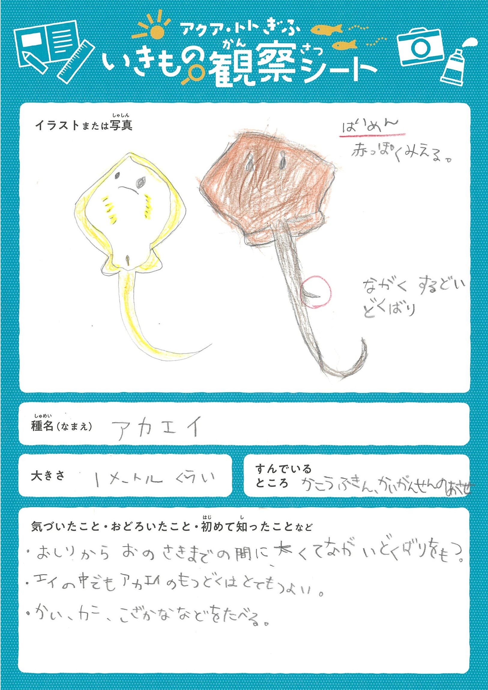 相良 環希