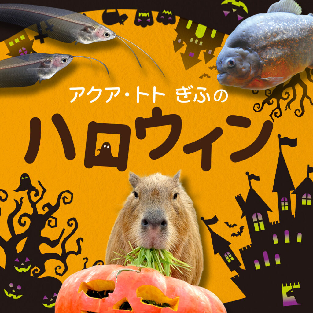 アクア・トト ぎふのハロウィン